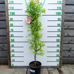 Jujuba - Čínska datľa (Ziziphus jujuba) ´SHANXI LI´ - výška 100-150 cm, kont. C5L